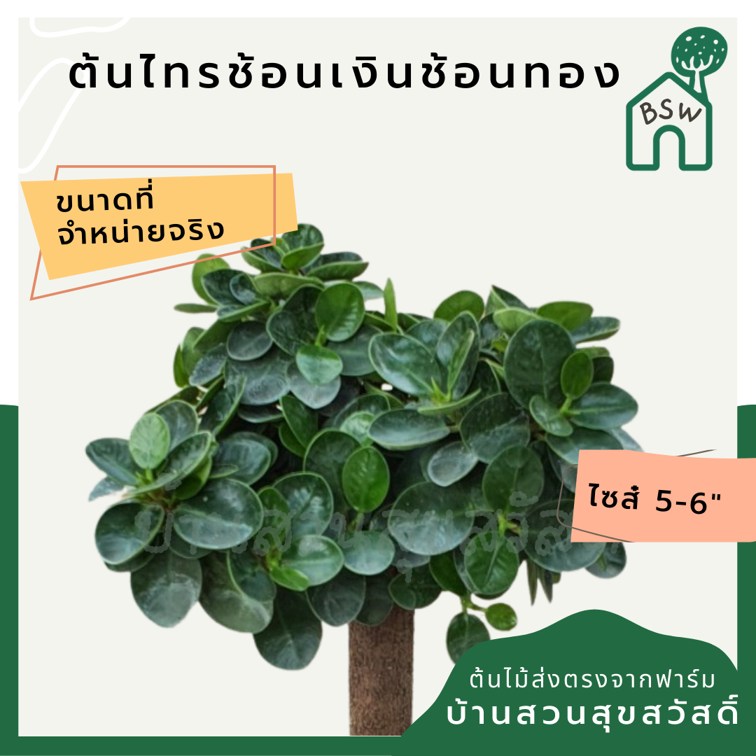 ไทรช้อนเงินช้อนทอง (Ficus Lyrata 'Variegata') ไม้มงคลในกระถางพร้อมตั้ง