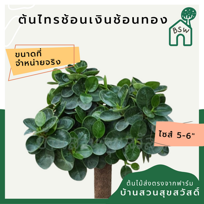 ไทรช้อนเงินช้อนทอง (Ficus Lyrata 'Variegata') ไม้มงคลในกระถางพร้อมตั้ง