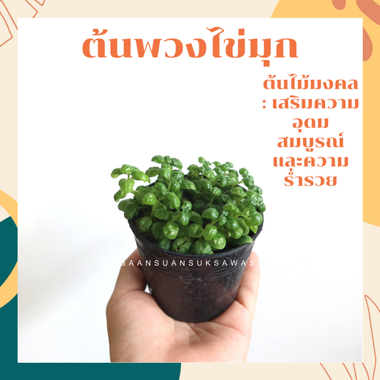 พวงไข่มุก (Senecio Rowleyanus) ไม้มงคลในกระถาง 3 นิ้ว