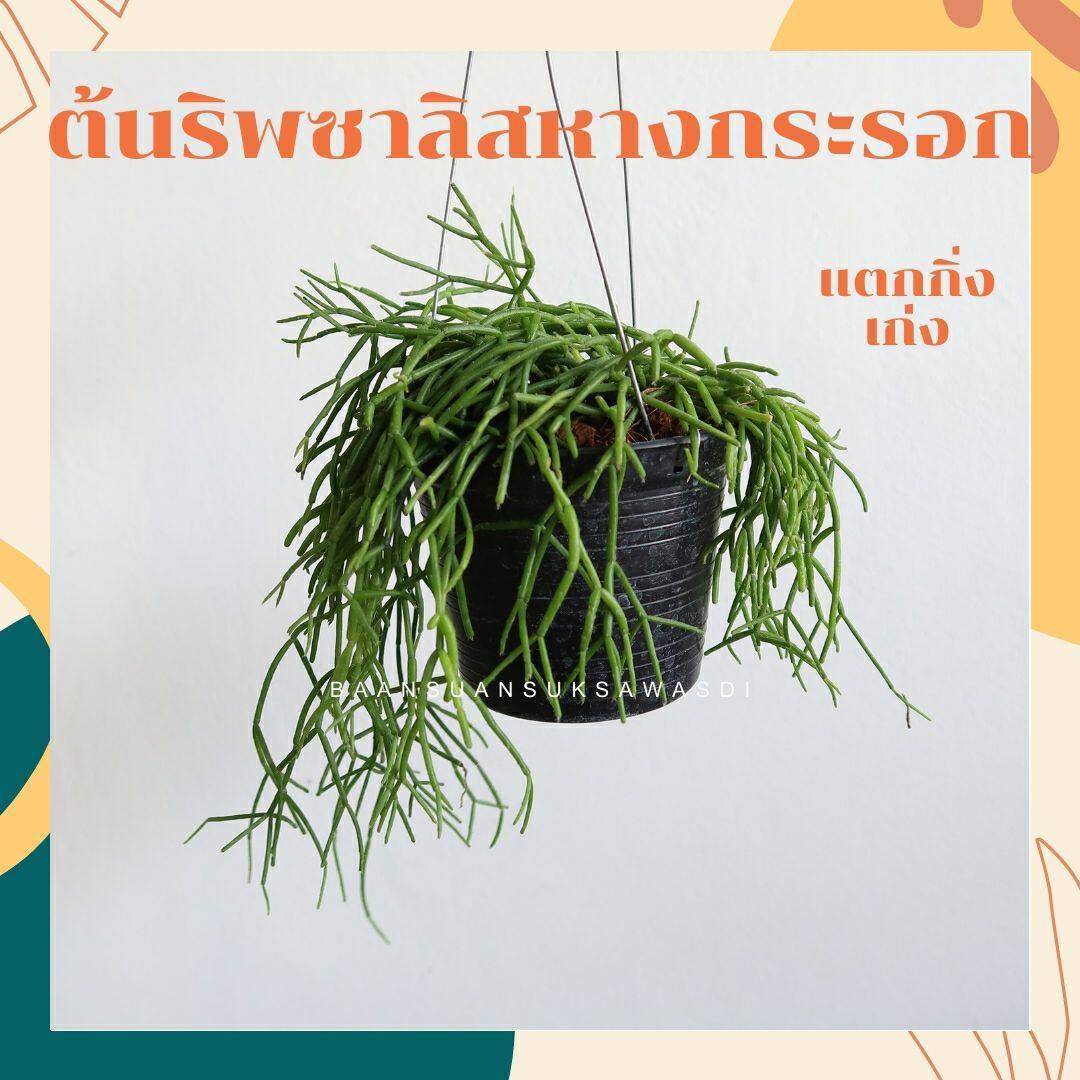 ริพซาลิสหางกระรอก rhipsalis