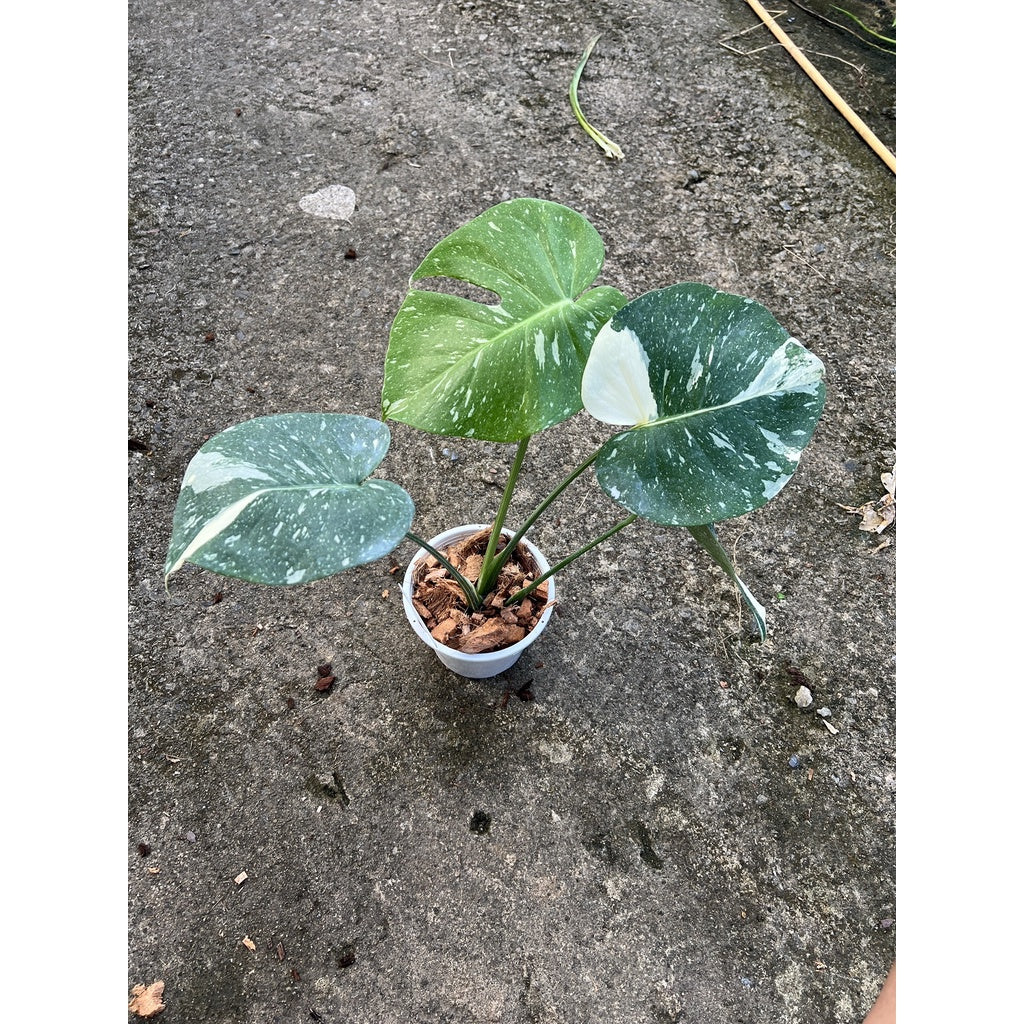 ต้นมอนสเตอร่า ไทยคอนด่าง Monstera Thai Constellation Variegated ใบสวย [เลือกต้นก่อนสั่ง] update 29/12/2564