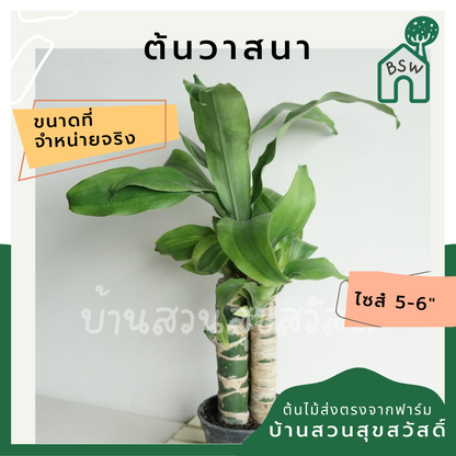 ต้นวาสนา มาในกระถางพร้อมตั้ง