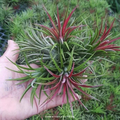ทิลแลนเซีย ionantha เป็นกอ