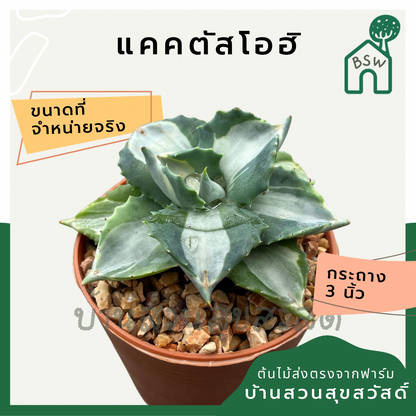 แคคตัสโอฮิ กระบองแคคตัสโอฮิ (Cereus Peruvianus) กระบองเพชรในกระถางพร้อมตั้ง