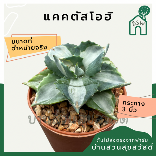 แคคตัสโอฮิ กระบองแคคตัสโอฮิ (Cereus Peruvianus) กระบองเพชรในกระถางพร้อมตั้ง