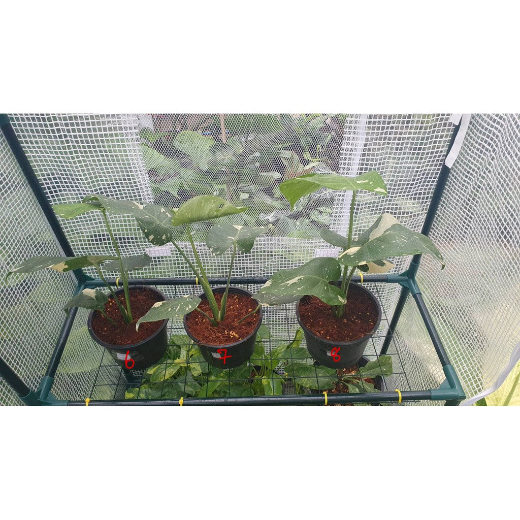 ต้นมอนสเตอร่า ไทยคอนด่าง Monstera Thai Constellation Variegated ใบสวย [เลือกต้นก่อนสั่ง] update 29/12/2564