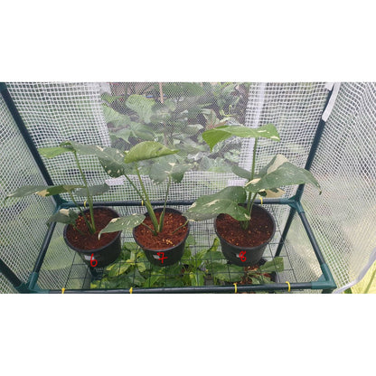 ต้นมอนสเตอร่า ไทยคอนด่าง Monstera Thai Constellation Variegated ใบสวย [เลือกต้นก่อนสั่ง] update 29/12/2564