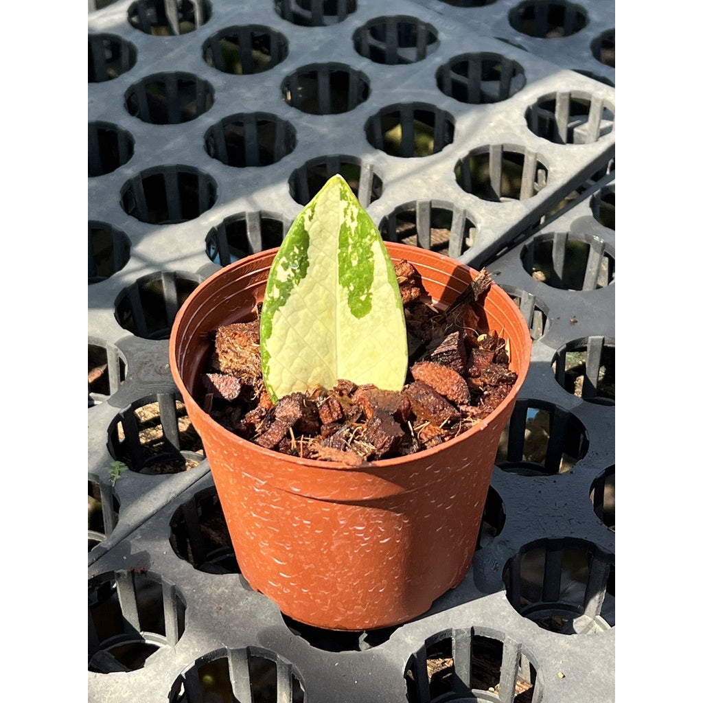 กระถางดำ 4 นิ้ พร้อม กวักมรกตด่าง ด่างสวย เทพมาก มีตุ่มแล้ว