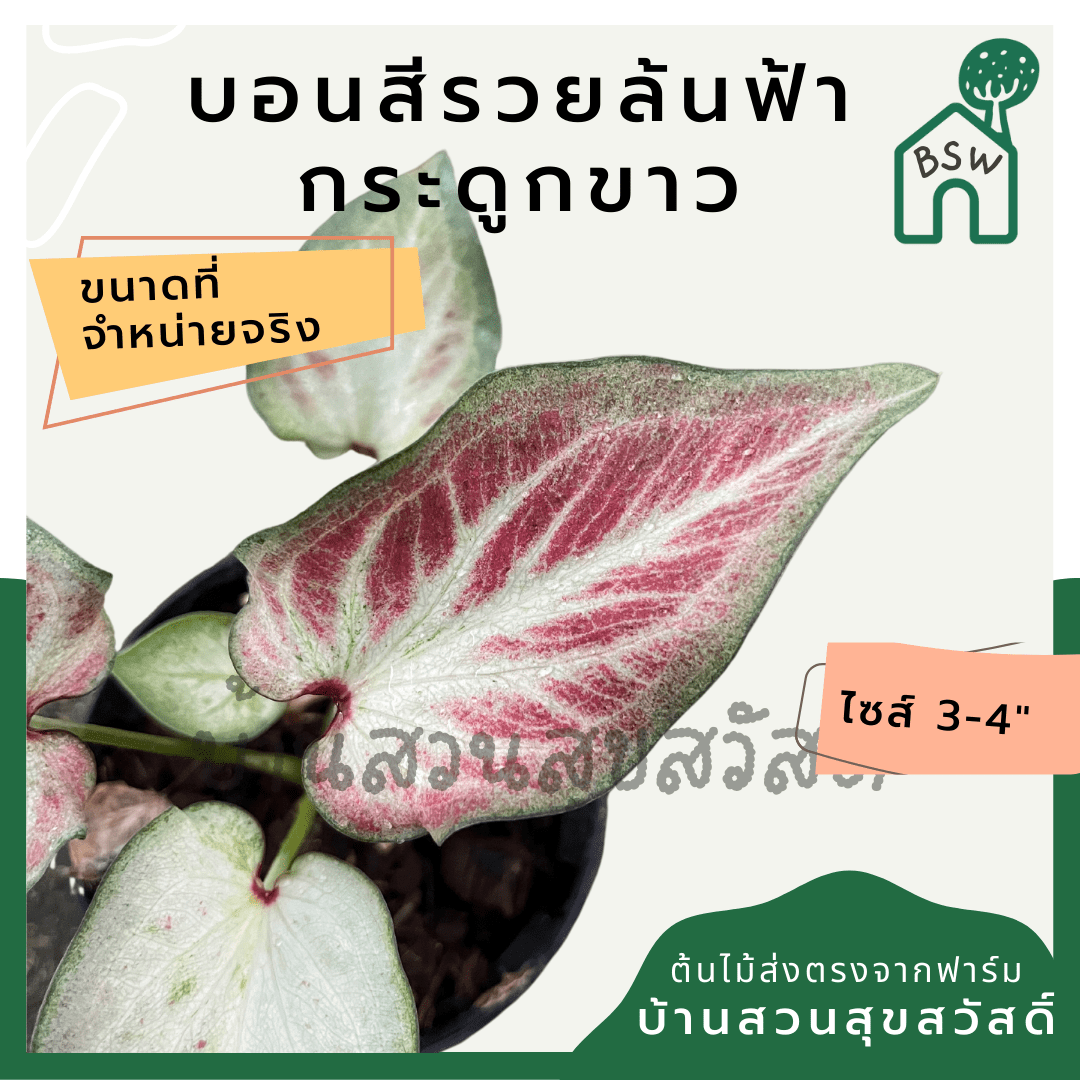 บอนสีรวยล้นฟ้ากระดูกขาว (Caladium) ไม้มงคลในกระถางพร้อมตั้ง - Pamathegardener