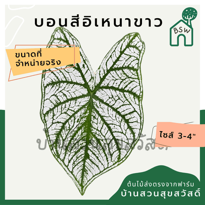 บอนสีอิเหนาขาว (Caladium) ไม้มงคลในกระถางพร้อมตั้ง - Pamathegardener