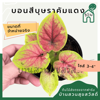 บอนสีบุษราคัมแดง (Caladium) ไม้มงคลในกระถางพร้อมตั้ง - Pamathegardener