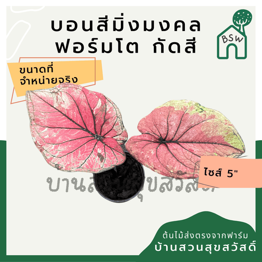 บอนสีมิ่งมงคล (Caladium) ไม้ฟอร์มใหญ่ในกระถางพร้อมตั้ง - Pamathegardener
