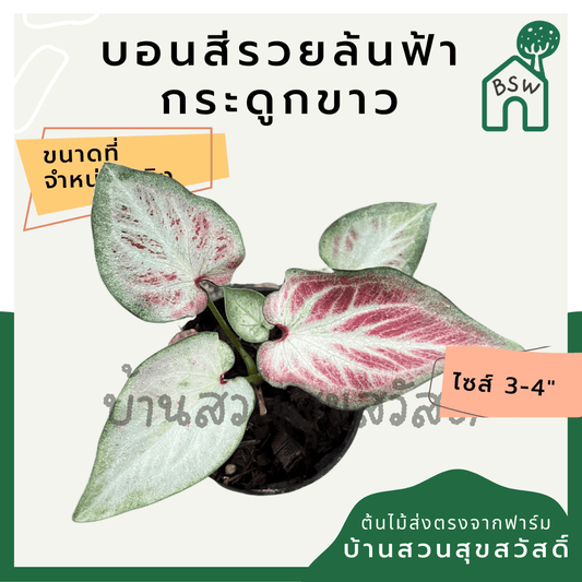บอนสีรวยล้นฟ้ากระดูกขาว (Caladium) ไม้มงคลในกระถางพร้อมตั้ง - Pamathegardener