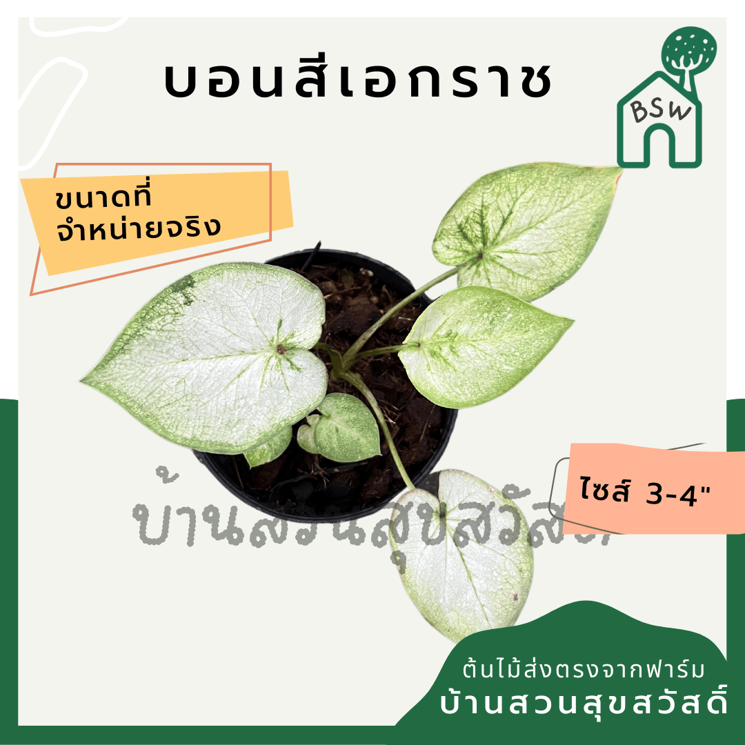 บอนสีเอกราช (Caladium) ไม้มงคลในกระถางพร้อมตั้ง - Pamathegardener