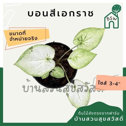 บอนสีเอกราช (Caladium) ไม้มงคลในกระถางพร้อมตั้ง - Pamathegardener