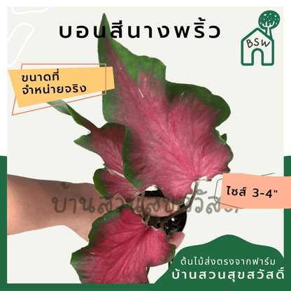 บอนสีนางพริ้ว (Caladium) ไม้มงคลในกระถางพร้อมตั้ง - Pamathegardener