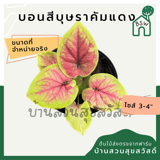 บอนสีบุษราคัมแดง (Caladium) ไม้มงคลในกระถางพร้อมตั้ง - Pamathegardener