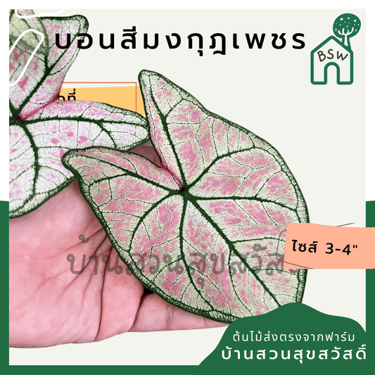 บอนสีมงกุฎเพชร (Caladium) ไม้มงคลในกระถางพร้อมตั้ง - Pamathegardener