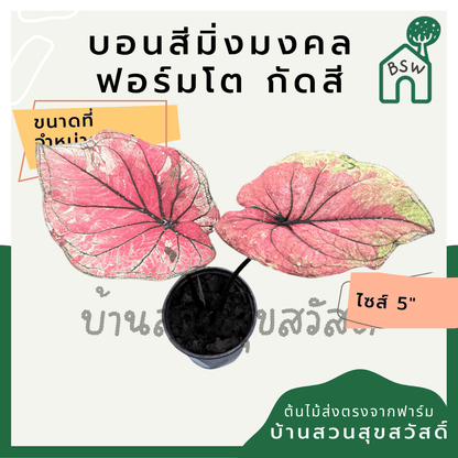 บอนสีมิ่งมงคล (Caladium) ไม้ฟอร์มใหญ่ในกระถางพร้อมตั้ง - Pamathegardener