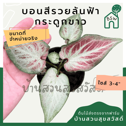 บอนสีรวยล้นฟ้ากระดูกขาว (Caladium) ไม้มงคลในกระถางพร้อมตั้ง - Pamathegardener