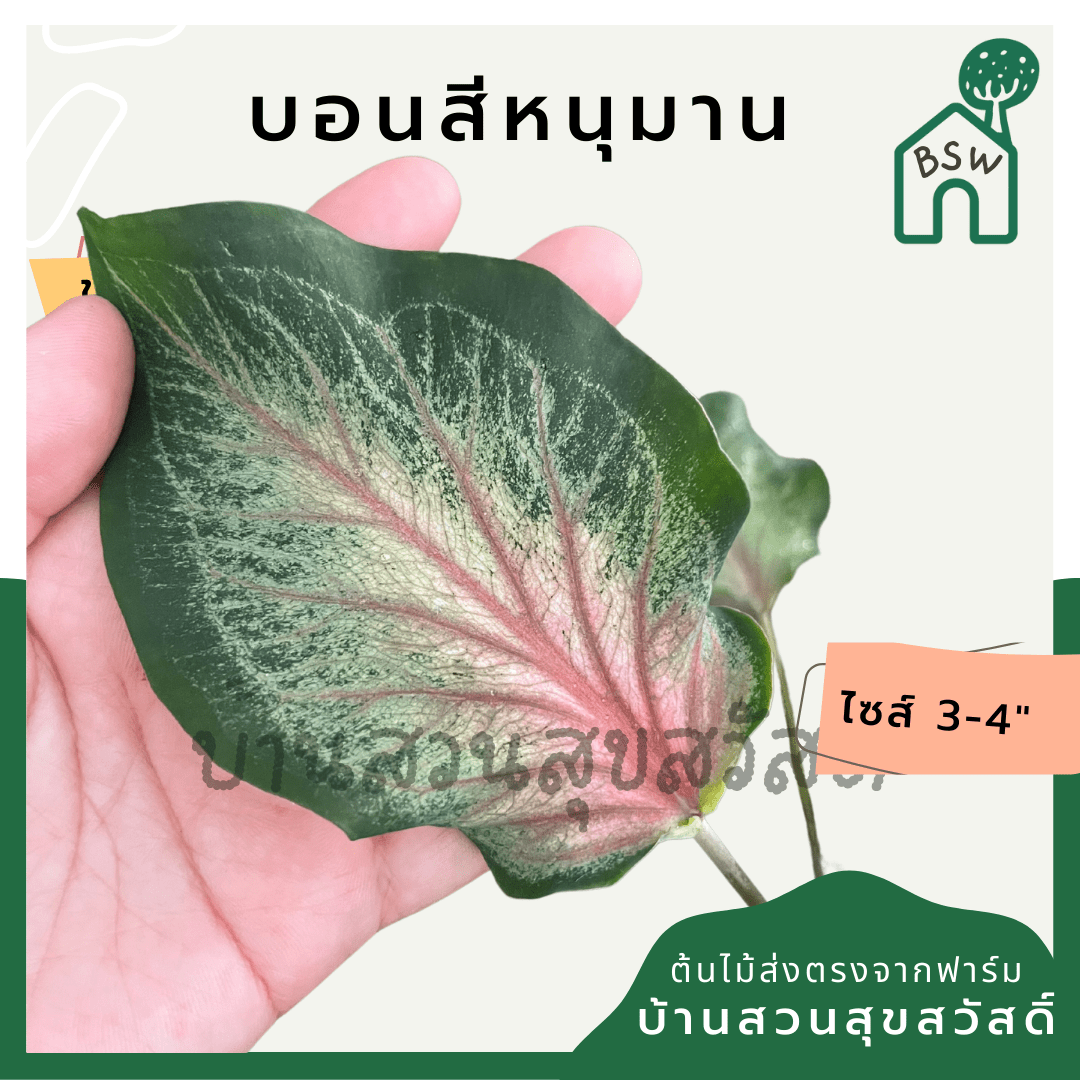บอนสีหนุมาน (Caladium) ไม้มงคลในกระถางพร้อมตั้ง - Pamathegardener
