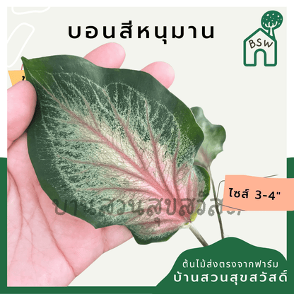 บอนสีหนุมาน (Caladium) ไม้มงคลในกระถางพร้อมตั้ง - Pamathegardener