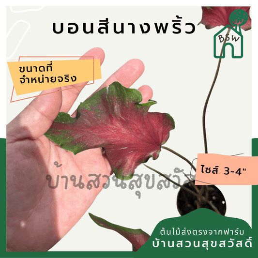 บอนสีนางพริ้ว (Caladium) ไม้มงคลในกระถางพร้อมตั้ง - Pamathegardener