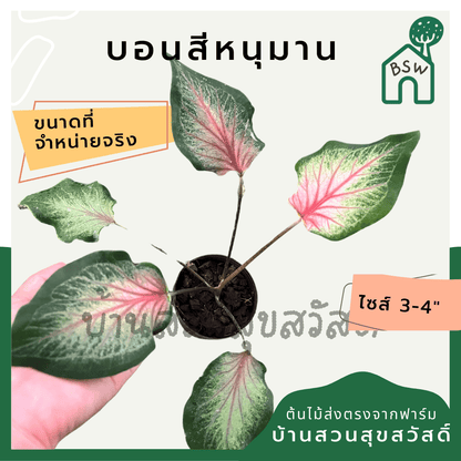 บอนสีหนุมาน (Caladium) ไม้มงคลในกระถางพร้อมตั้ง - Pamathegardener