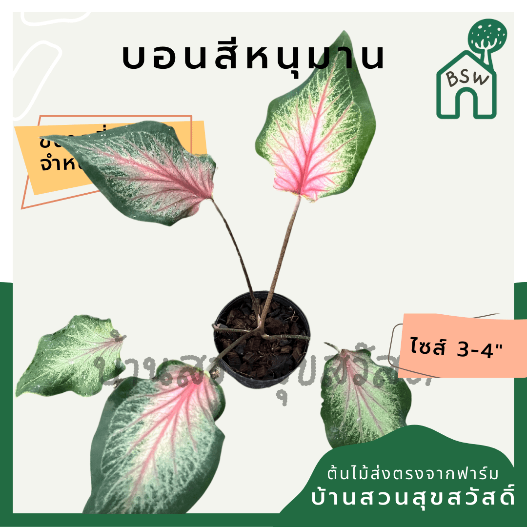 บอนสีหนุมาน (Caladium) ไม้มงคลในกระถางพร้อมตั้ง - Pamathegardener