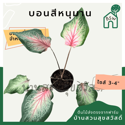 บอนสีหนุมาน (Caladium) ไม้มงคลในกระถางพร้อมตั้ง - Pamathegardener