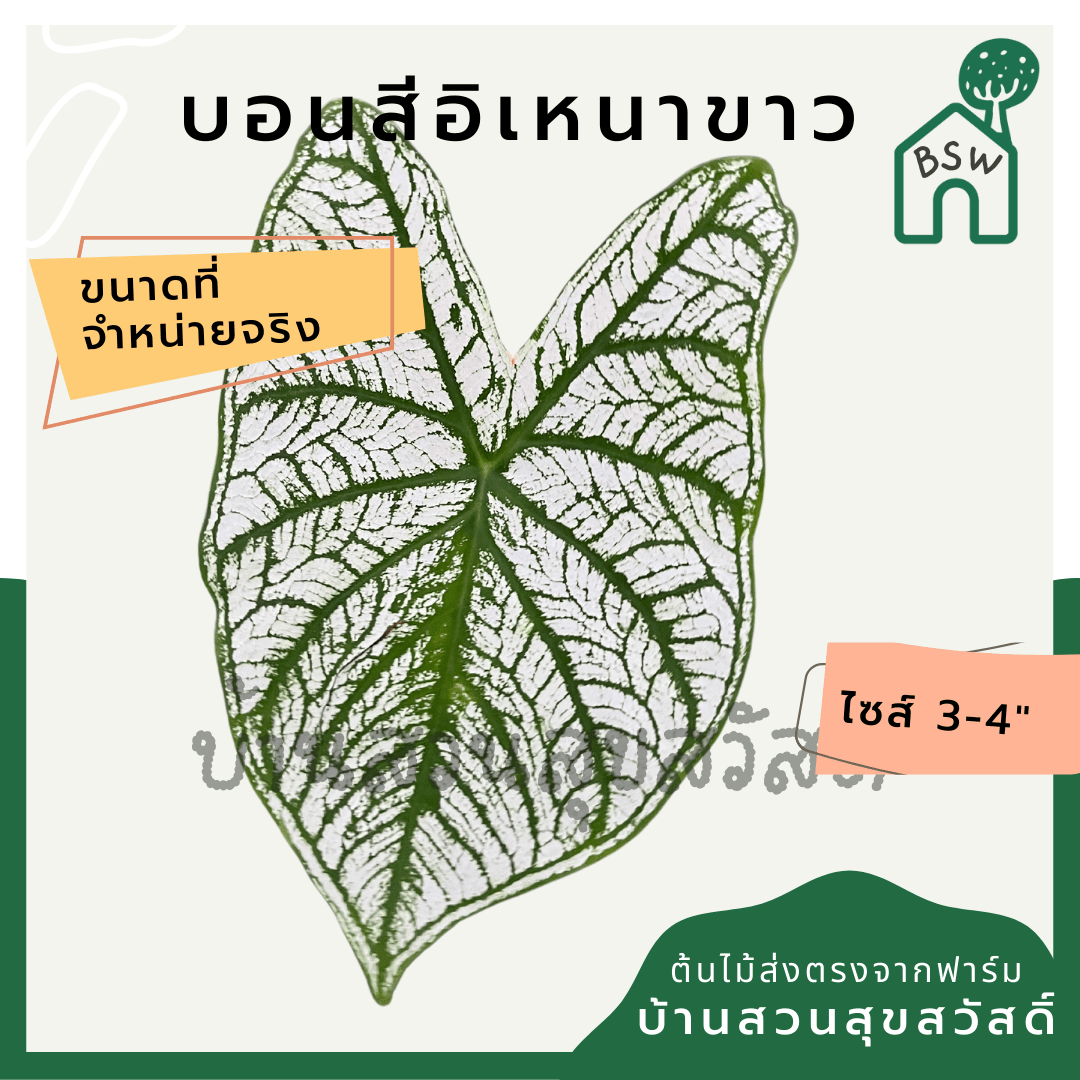 บอนสีอิเหนาขาว (Caladium) ไม้มงคลในกระถางพร้อมตั้ง - Pamathegardener