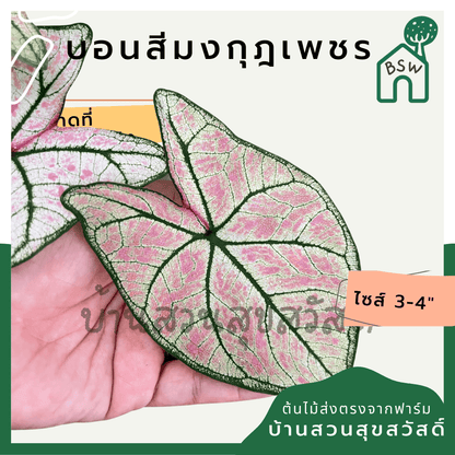 บอนสีมงกุฎเพชร (Caladium) ไม้มงคลในกระถางพร้อมตั้ง - Pamathegardener