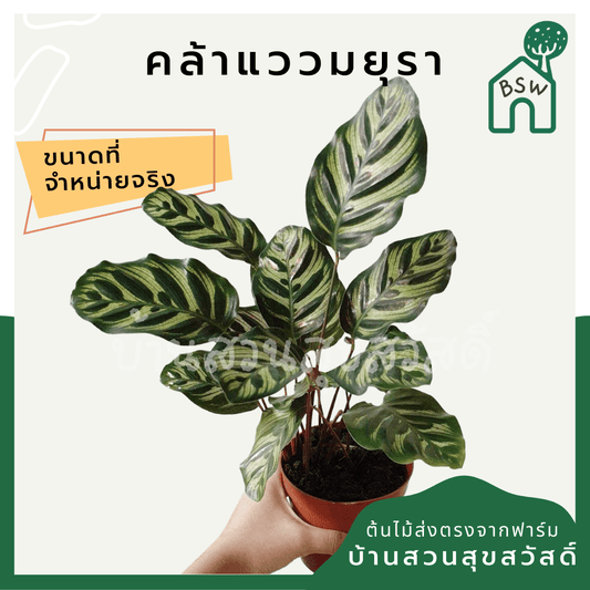 คล้าแววมยุรา (Calathea Roseopicta) ไม้ใบสวยฟอกอากาศในกระถาง - Pamathegardener