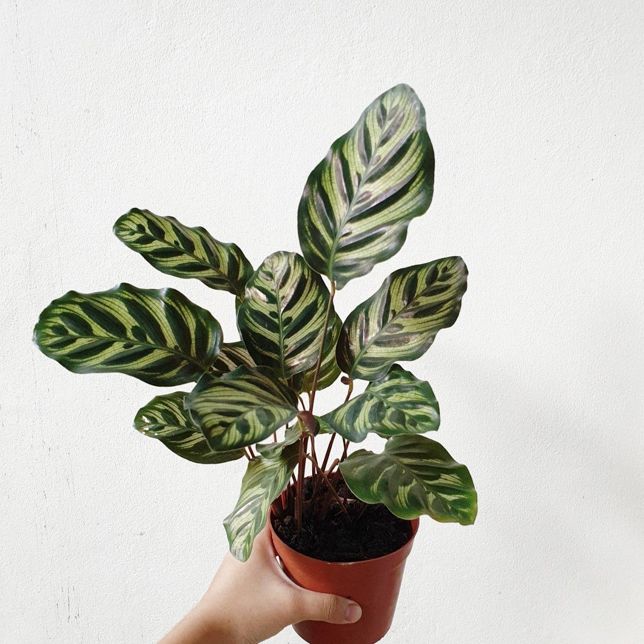 คล้าแววมยุรา (Calathea Roseopicta) ไม้ใบสวยฟอกอากาศในกระถาง - Pamathegardener