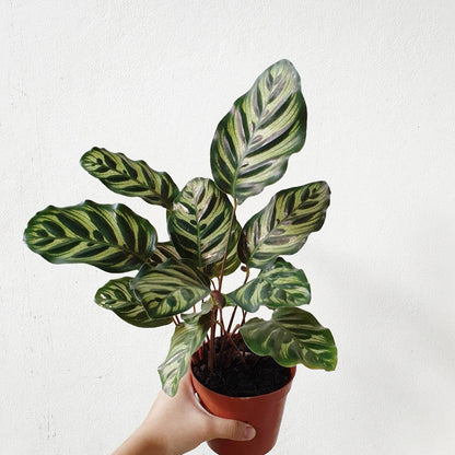 คล้าแววมยุรา (Calathea Roseopicta) ไม้ใบสวยฟอกอากาศในกระถาง - Pamathegardener