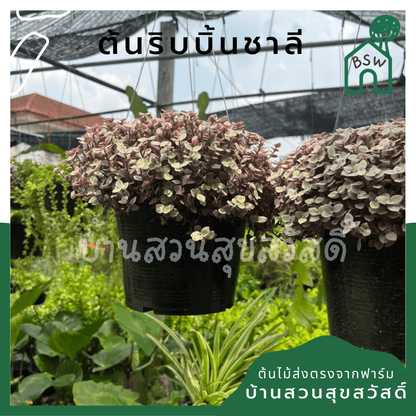 ริบบิ้นชาลี (Callisia Repens) ไม้แขวนในกระถาง 3 นิ้ว - Pamathegardener