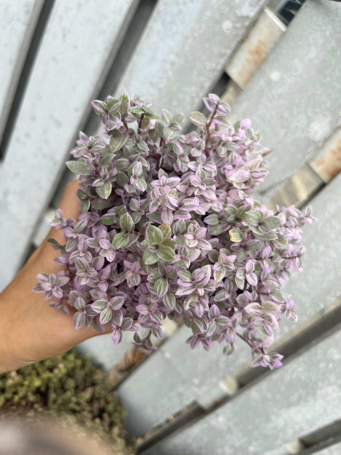 ริบบิ้นชาลี (Callisia Repens) ไม้แขวนสีสดในกระถางทรงเหลี่ยม - Pamathegardener
