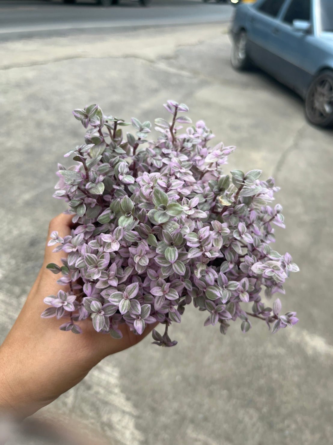 ริบบิ้นชาลี (Callisia Repens) ไม้แขวนสีสดในกระถางทรงเหลี่ยม - Pamathegardener