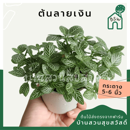 ลายเงิน (Callisia Repens) ไม้มงคลในกระถางพร้อมตั้ง - Pamathegardener