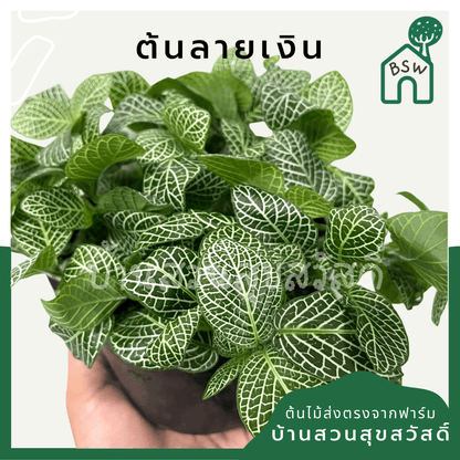ลายเงิน (Callisia Repens) ไม้มงคลในกระถางพร้อมตั้ง - Pamathegardener