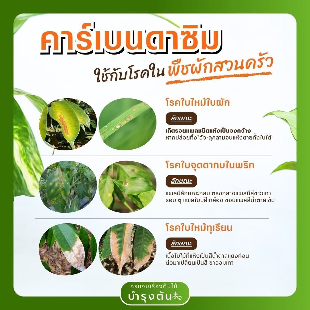 คาร์เบนดาซิม – ตราช้างดาซิม – Carbendazim – สารป้องกันและกำจัดโรคพืช (เชื้อรา) - Pamathegardener
