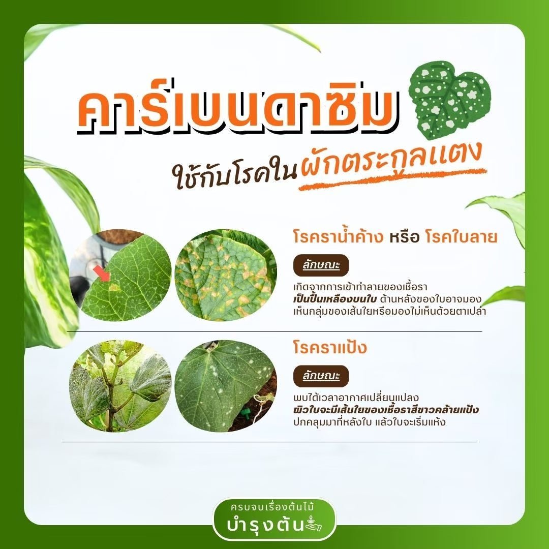 คาร์เบนดาซิม – ตราช้างดาซิม – Carbendazim – สารป้องกันและกำจัดโรคพืช (เชื้อรา) - Pamathegardener