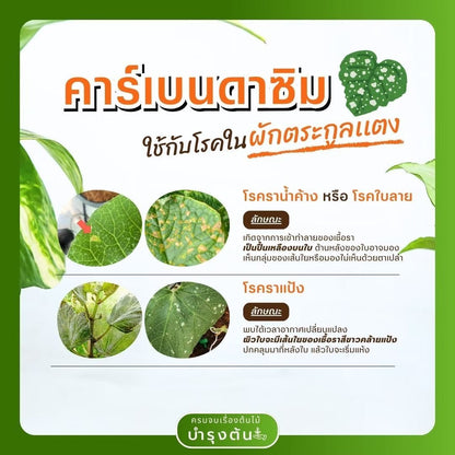 คาร์เบนดาซิม – ตราช้างดาซิม – Carbendazim – สารป้องกันและกำจัดโรคพืช (เชื้อรา) - Pamathegardener