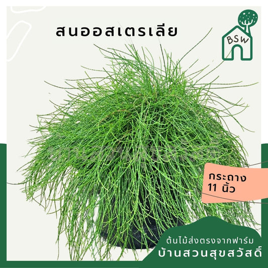 สนออสเตรเลีย Casuarina equisetifolia กระถาง 8 นิ้ว - Pamathegardener