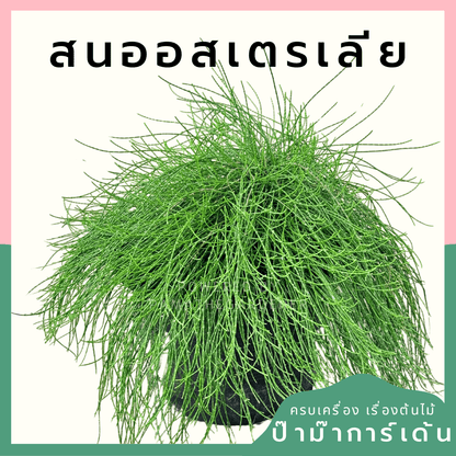 สนออสเตรเลีย Casuarina equisetifolia กระถาง 8 นิ้ว - Pamathegardener