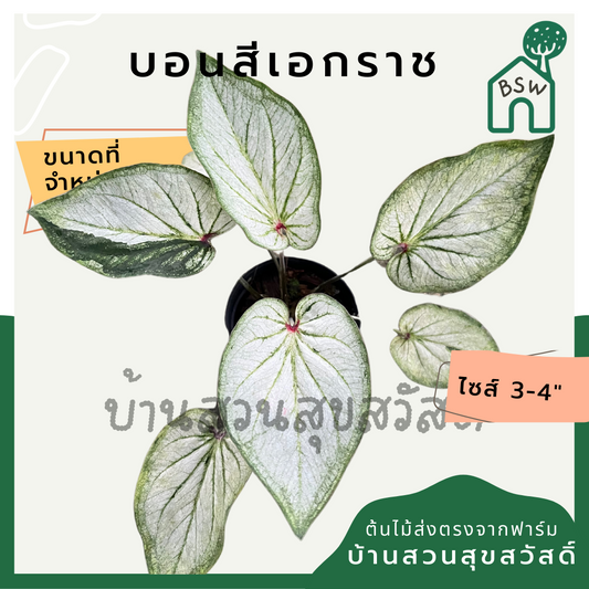 บอนสีเอกราช (Caladium) ไม้มงคลในกระถางพร้อมตั้ง