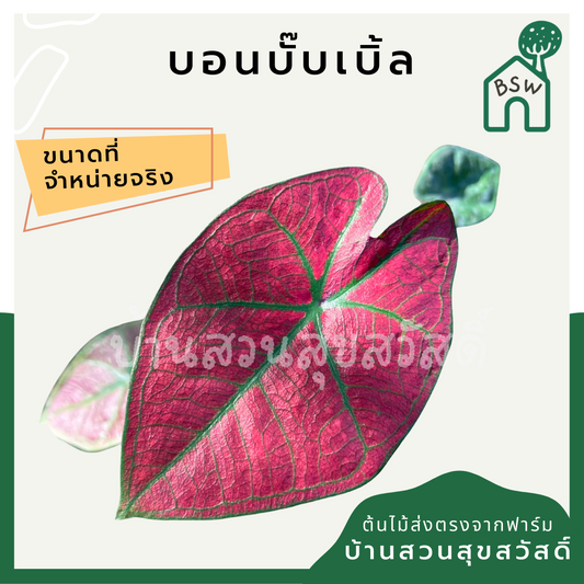 บอนบับเบิ้ล (Caladium 'Bubble') ไม้ใบสวยในกระถางพร้อมตั้ง