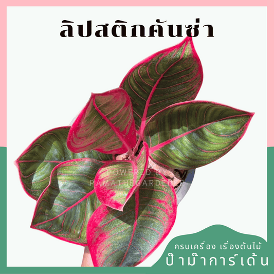 อโกลนีม่า ลิปสติคันซ่า (Kanza Thailand)