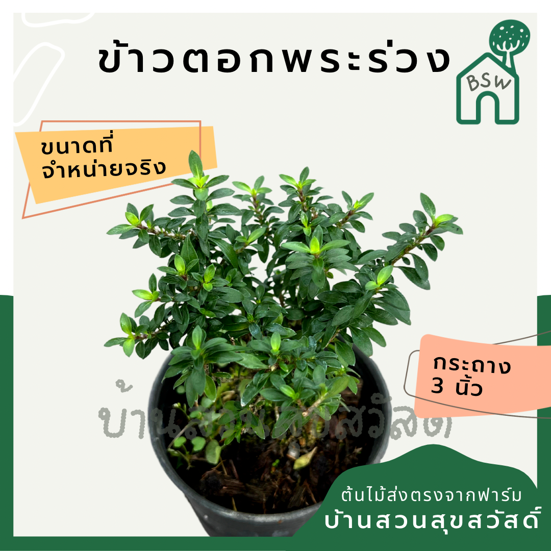 ข้าวตอกพระร่วง (Thryallis Glauca) บอนไซในกระถางพร้อมตั้ง