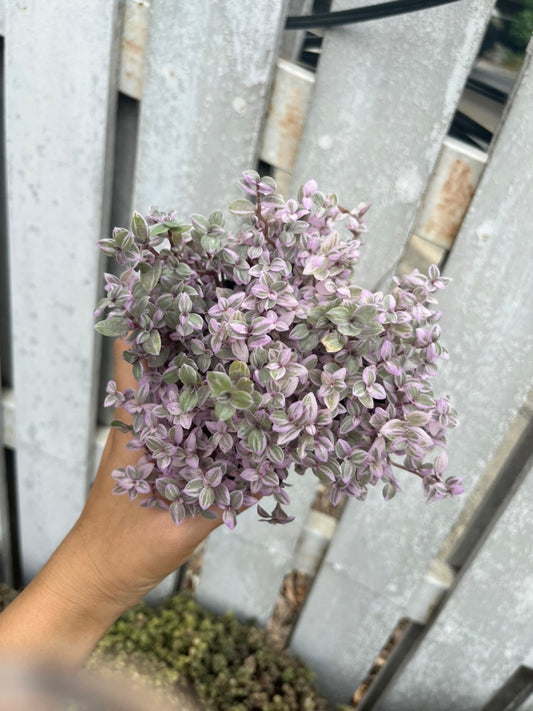 ริบบิ้นชาลี (Callisia Repens) ไม้แขวนสีสดในกระถางทรงเหลี่ยม